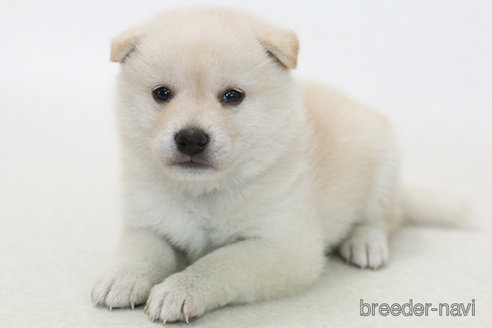 成約済の神奈川県の柴犬-382698の1枚目